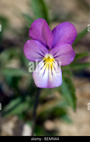 Seaside pansy (Viola tricolor subsp. curtisii) in flower in the dunes Stock Photo
