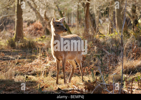 Japanese Sika Deer Cervus nippon hind ( Female) Wild in Dorset, England Stock Photo