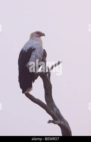 Palm-nut Vulture (Gypohierax Angolensis).  In the morning mist. Winter 2009. Ndumo Game Reserve, Kwazulu-Natal, South Africa. Stock Photo