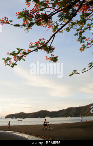 Young boy riding bike under Royal Poinciana tree at Playas del Coco, Costa Rica.