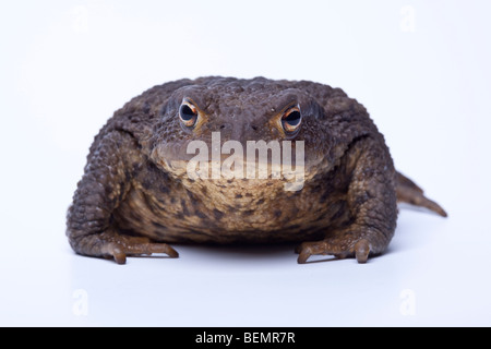 Common Toad on white background Stock Photo