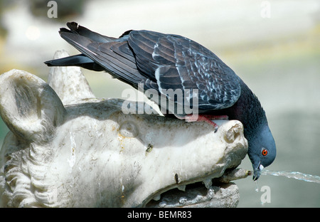 Feral pigeon / City dove (Columba livia) drinking water from fountain in town Stock Photo