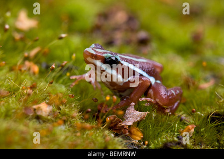 Phantasmal Poison Dart Frog, Epipedobates tricolor Stock Photo