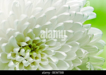 Close up shot of single white chrysanthemum against lime green background Stock Photo