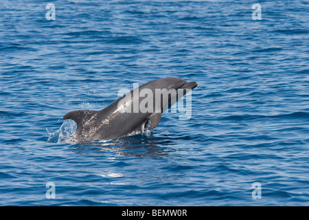 Common Bottlenose Dolphin, Tursiops truncatus. Costa Rica, Pacific Ocean. Stock Photo