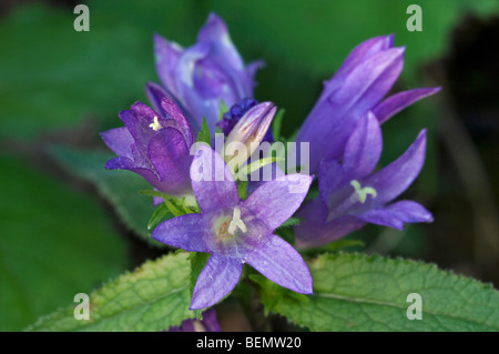 Clustered bellflower / Dane's blood (Campanula glomerata) in flower Stock Photo