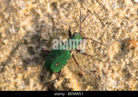 Green tiger beetle (Cicindela campestris) close-up portrait