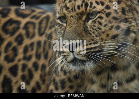 Portrait of a rare amur leopard Stock Photo