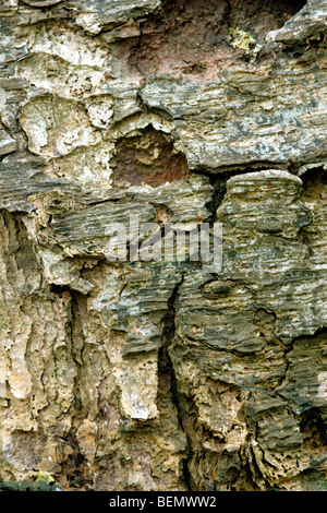 Scots pine bark (Pinus sylvestris) close up , England , UK Stock Photo