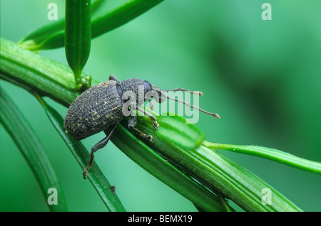 Black vine weevil (Otiorhynchus sulcatus) on yew tree (Taxus baccata), Oostkamp, Belgium Stock Photo