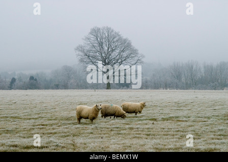 Three sheep in a field with a tree behind them on a frosty morning in surrey Stock Photo