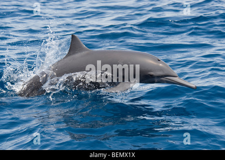 Central American Spinner Dolphin Stenella longirostris centroamericana. Costa Rica, Pacific Ocean. Stock Photo