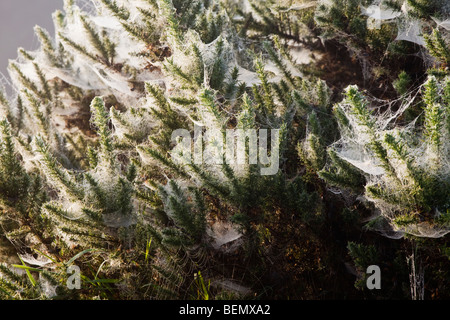 Fir bush covered in a large number of spiders web Stock Photo