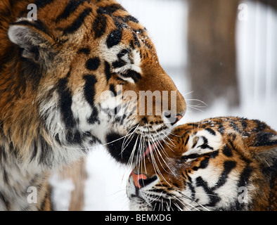 Tiger with tigress. Novosibirsk ZOO, winter Stock Photo