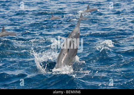 Central American Spinner Dolphin Stenella longirostris centroamericana. Costa Rica, Pacific Ocean. Stock Photo