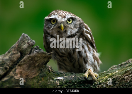 Little owl (Athena noctua) perched on tree stump in field