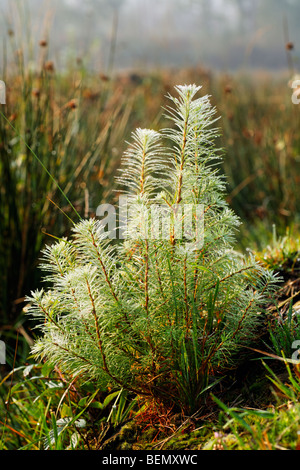 Young pine (Pinus sp.), Belgium Stock Photo