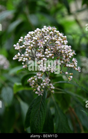 Blue Evergreen Hydrangea, Dichroa febrifuga, Hydrangeaceae, Himalayas, South East Asia. Stock Photo