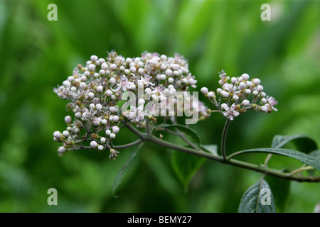 Blue Evergreen Hydrangea, Dichroa febrifuga, Hydrangeaceae, Himalayas, South East Asia. Stock Photo