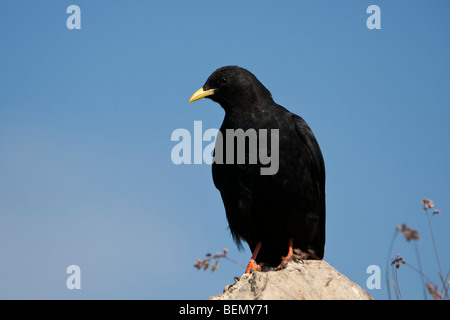 Alpendohle (Pyrrhocorax graculus) Alpine chough adult Stock Photo