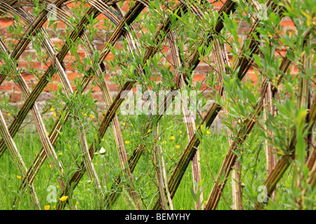 Woven willow screen fence, England UK Stock Photo