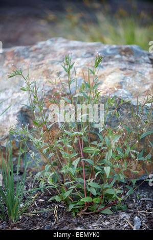 UVIC, Garry Oak Meadow Restoration Project, purple-leaved willowherb (Epilobium ciliatum) Stock Photo