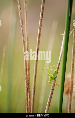 Speckled bush cricket / speckled bush-cricket (Leptophyes punctatissima) on stem Stock Photo