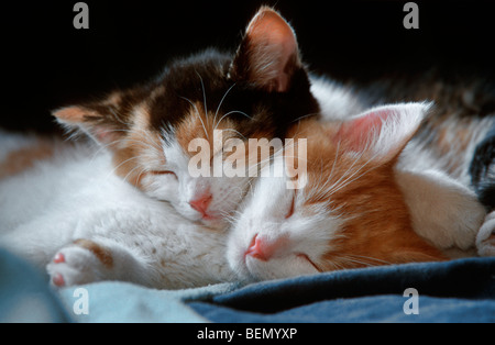 Two cute domestic cat (Felis catus) kittens sleeping together on blanket Stock Photo