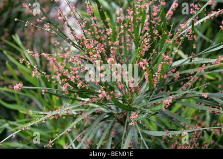Foliage Flower or Swordbush, Phyllanthus angustifolius, Euphorbiaceae, West Indies, Carribbean Stock Photo