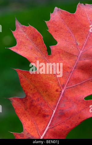 Northern red oak leaf (Quercus rubra) turning red in autumn Stock Photo