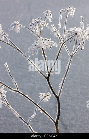 Hogweed (Heracleum sphondylium) covered in frost, Belgium Stock Photo