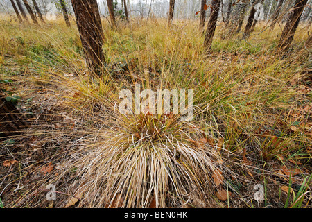 Tufted hair grass (Deschampsia cespitosa), Belgium Stock Photo