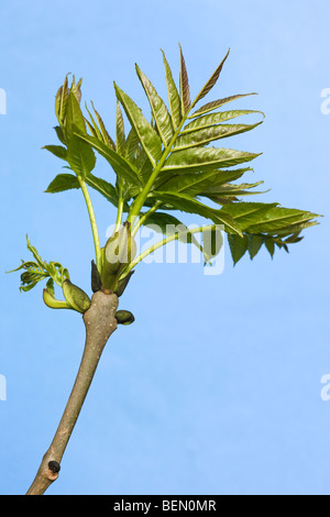 New shoot / leaves of European ash / Common ash (Fraxinus excelsior) in spring Stock Photo