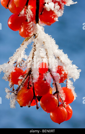 Guelder Rose / Water Elder / Cramp Bark / Snowbell Tree (Viburnum opulus) red berries covered in hoarfrost in winter Stock Photo