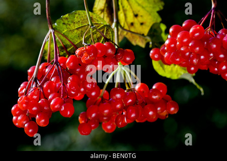 Guelder Rose / Water Elder / Cramp Bark / Snowbell Tree (Viburnum opulus) close up of red berries Stock Photo