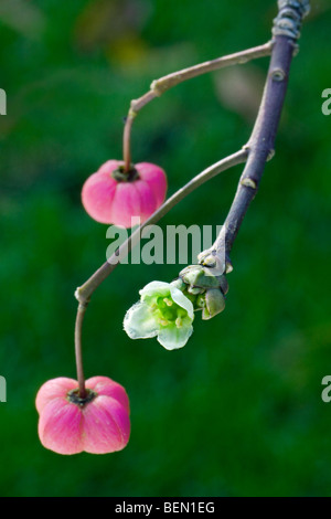 European spindle tree in flower (Euonymus europaeus) Stock Photo