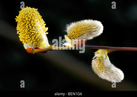 Willow catkins (Salix sp.), Belgium Stock Photo