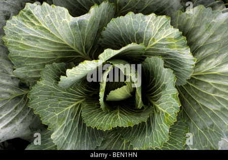 Cabbage (Brassica oleracea) close up, Belgium Stock Photo