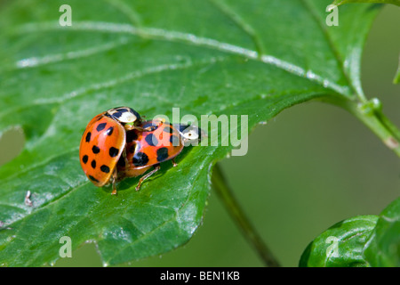 Harlequin ladybirds / Asian lady beetles / Multicolored Asian lady beetles mating on leaf, Belgium Stock Photo