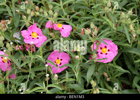 Purple Cistus, Orchid Rockrose, Cistus purpureus, Cistaceae, Europe Stock Photo