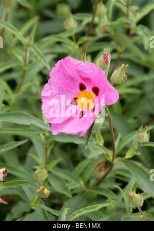 Purple Cistus, Orchid Rockrose, Cistus purpureus, Cistaceae, Europe Stock Photo