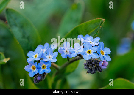Wood forget-me-not (Myosotis sylvatica) in flower in forest in spring Stock Photo