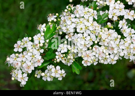 Hawthorn (Crataegus Sp.) blossoming in spring Stock Photo