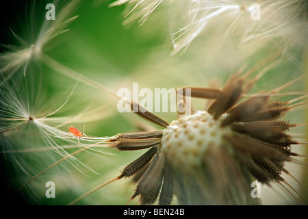 Mite sitting on dandelion (Taraxacum officinale) seedhead, Belgium Stock Photo