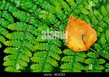 Autumn leaf on broad buckler fern (Dryopteris dilatata), Belgium Stock Photo