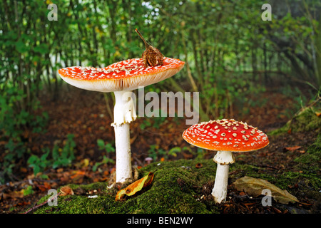 Two Fly agaric mushrooms (Amanita muscaria) in autumn forest Stock Photo