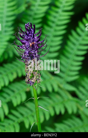 Black rampion flower (Phyteuma nigrum), Luxembourg Stock Photo