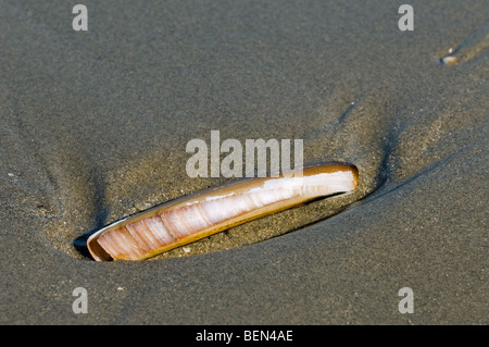 Atlantic jackknife / bamboo clam / American jackknife clam / razor clam (Ensis directus) on beach, Belgium Stock Photo