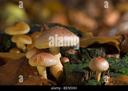 Brick cap mushrooms (Psilocybe sublateritia / Hypholoma sublateritium) on tree stump Stock Photo