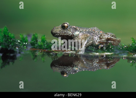Midwife toad (Alytes obstetricans) in pond, the Netherlands Stock Photo
